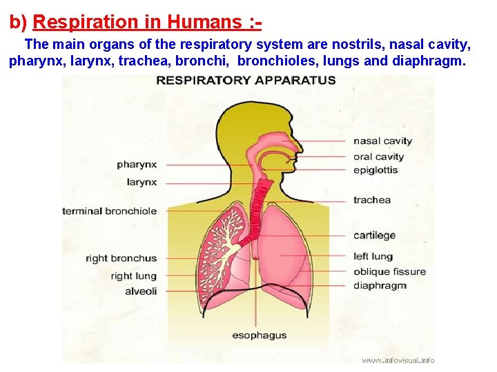 b) Respiration in Humans : The main organs of the respiratory system are nostrils,