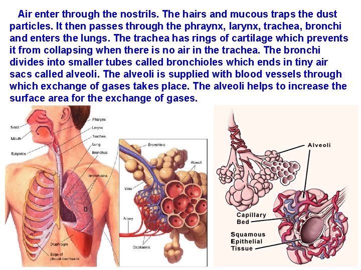 Air enter through the nostrils. The hairs and mucous traps the dust particles. It