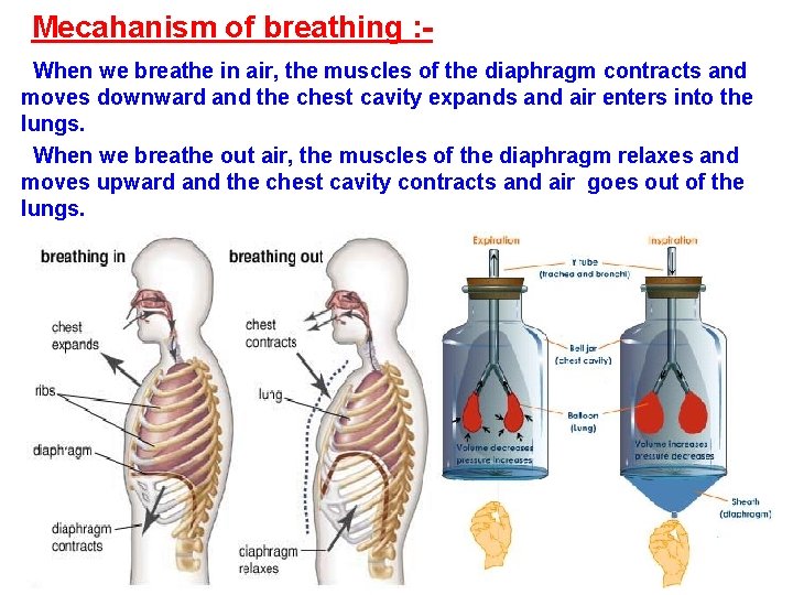 Mecahanism of breathing : When we breathe in air, the muscles of the diaphragm