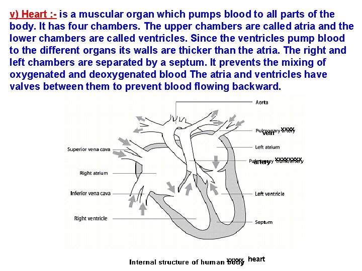 v) Heart : - is a muscular organ which pumps blood to all parts