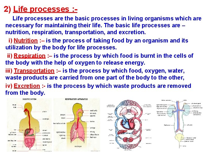 2) Life processes : Life processes are the basic processes in living organisms which
