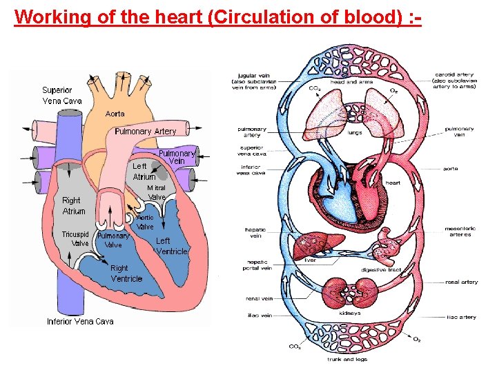 Working of the heart (Circulation of blood) : - 