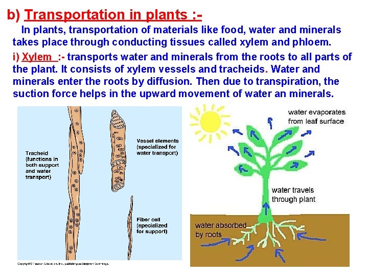 b) Transportation in plants : In plants, transportation of materials like food, water and