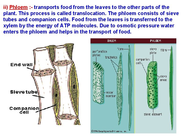 ii) Phloem : - transports food from the leaves to the other parts of
