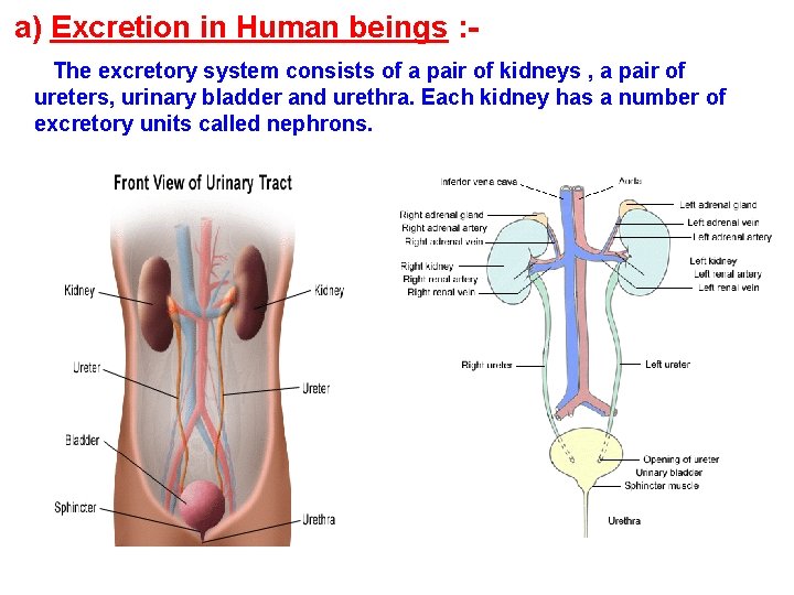a) Excretion in Human beings : The excretory system consists of a pair of