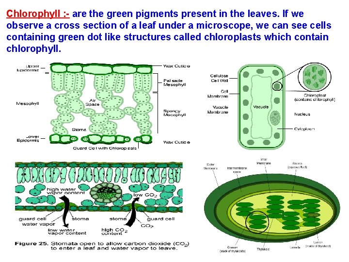 Chlorophyll : - are the green pigments present in the leaves. If we observe