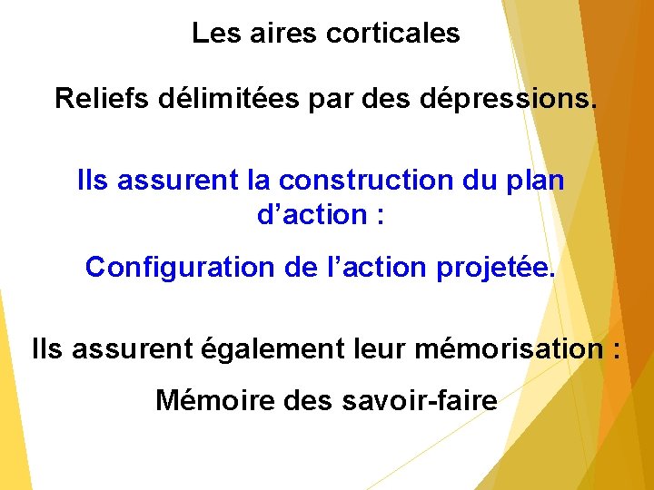 Les aires corticales Reliefs délimitées par des dépressions. Ils assurent la construction du plan