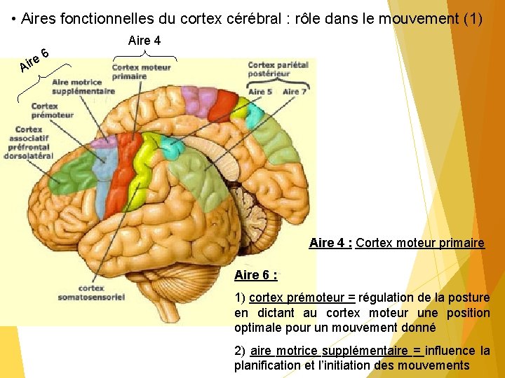  • Aires fonctionnelles du cortex cérébral : rôle dans le mouvement (1) e