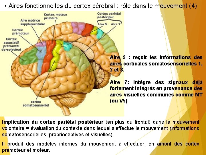  • Aires fonctionnelles du cortex cérébral : rôle dans le mouvement (4) Aire