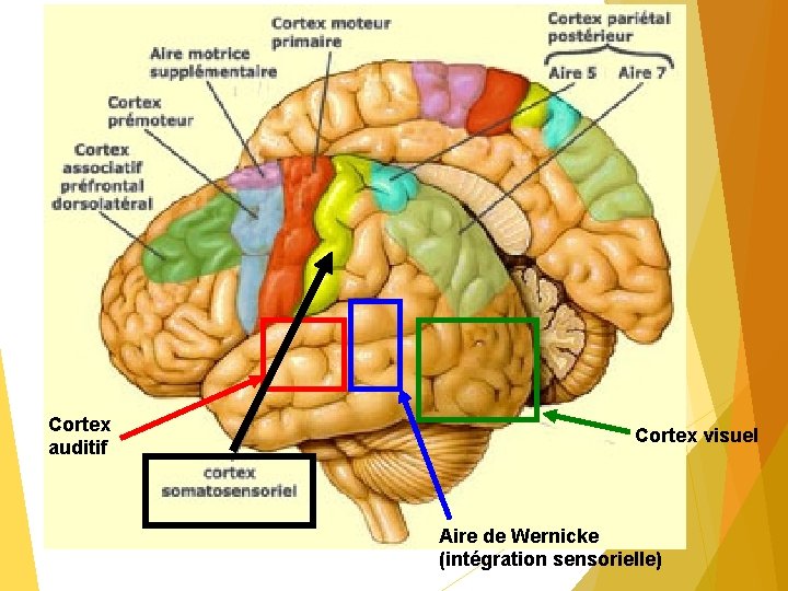 Cortex auditif Cortex visuel Aire de Wernicke (intégration sensorielle) 