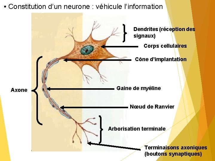  • Constitution d’un neurone : véhicule l’information Dendrites (réception des signaux) Corps cellulaires