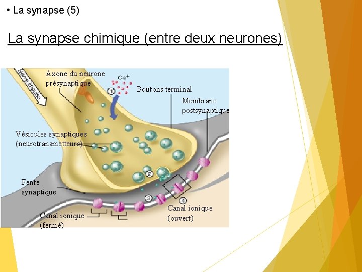  • La synapse (5) La synapse chimique (entre deux neurones) Axone du neurone