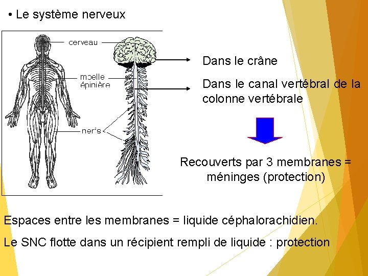  • Le système nerveux Dans le crâne Dans le canal vertébral de la