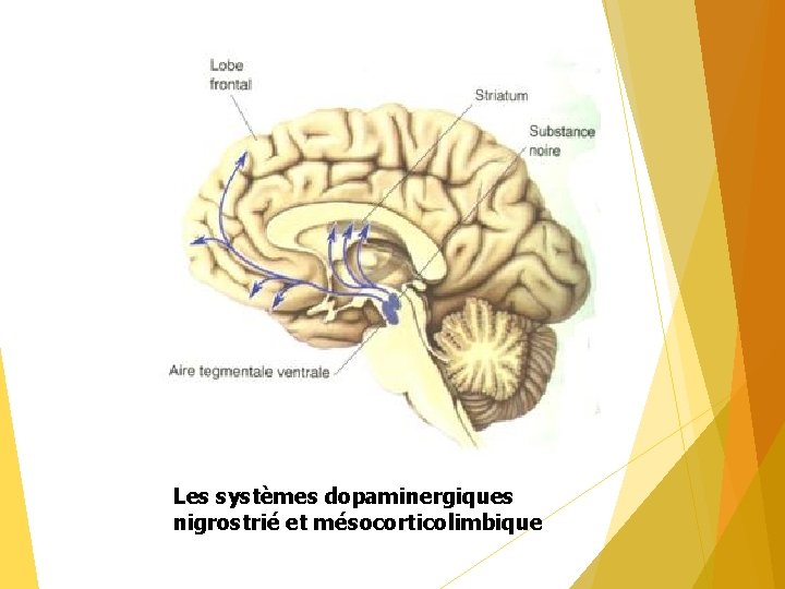 Les systèmes dopaminergiques nigrostrié et mésocorticolimbique 
