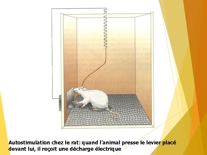 Autostimulation chez le rat: quand l’animal presse le levier placé devant lui, il reçoit