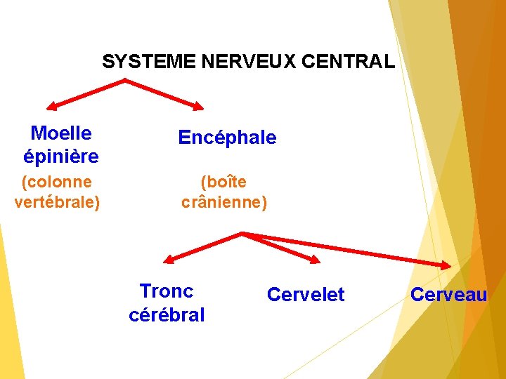 SYSTEME NERVEUX CENTRAL Moelle épinière Encéphale (colonne vertébrale) (boîte crânienne) Tronc cérébral Cervelet Cerveau