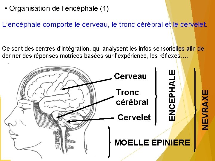  • Organisation de l’encéphale (1) L’encéphale comporte le cerveau, le tronc cérébral et