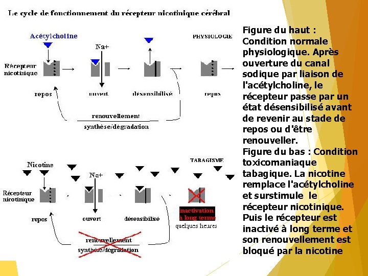 Figure du haut : Condition normale physiologique. Après ouverture du canal sodique par liaison