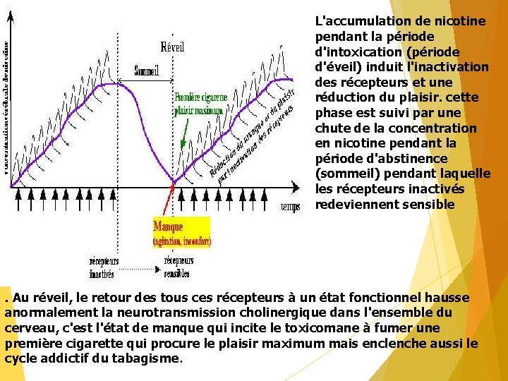 L'accumulation de nicotine pendant la période d'intoxication (période d'éveil) induit l'inactivation des récepteurs et