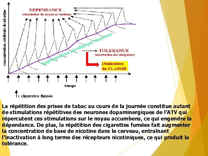 La répétition des prises de tabac au cours de la journée constitue autant de