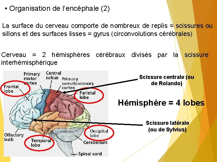  • Organisation de l’encéphale (2) La surface du cerveau comporte de nombreux de