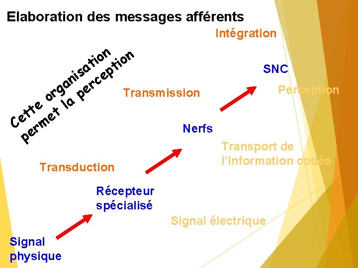 Elaboration des messages afférents Intégration n n o i t t a p s