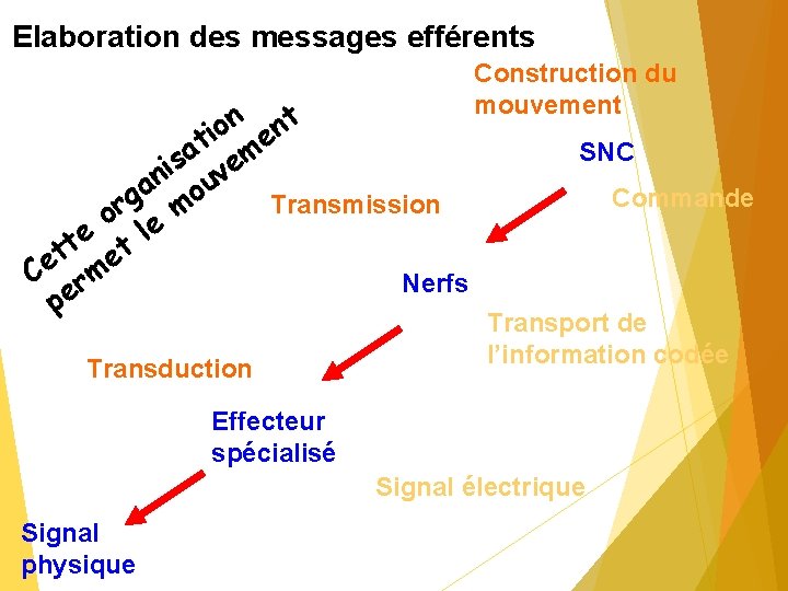 Elaboration des messages efférents n nt o i t me a is ve n