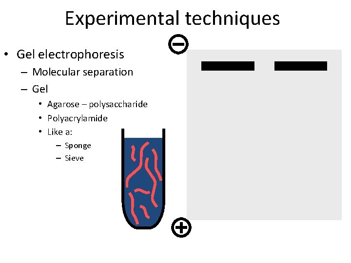 Experimental techniques • Gel electrophoresis – Molecular separation – Gel • Agarose – polysaccharide