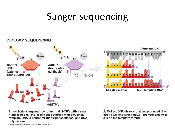 Sanger sequencing 