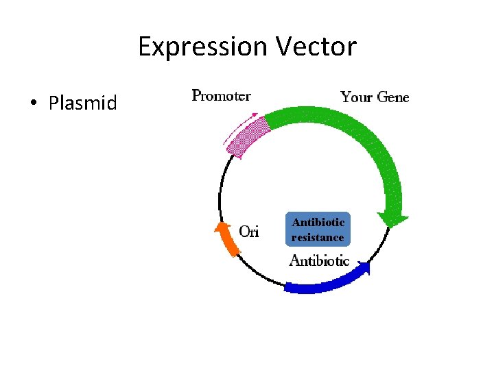 Expression Vector • Plasmid Antibiotic resistance 