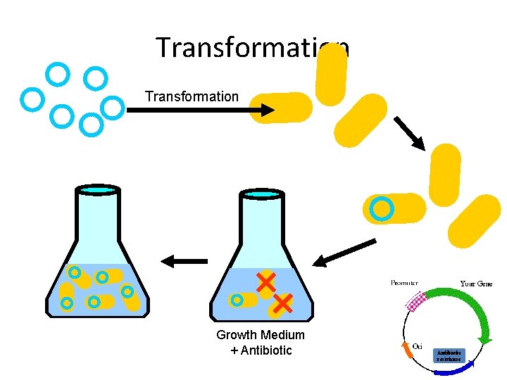 Transformation Growth Medium + Antibiotic resistance 