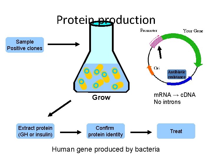 Protein production Sample Positive clones Antibiotic resistance Grow Extract protein (GH or insulin) m.