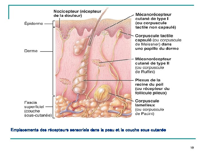 Emplacements des récepteurs sensoriels dans la peau et la couche sous cutanée 10 