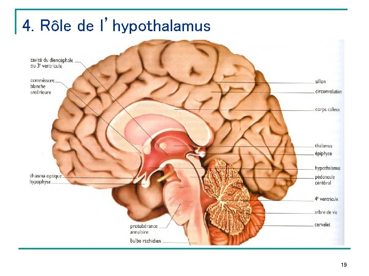 4. Rôle de l’hypothalamus 19 