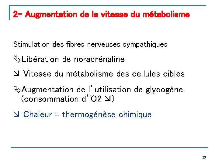 2 - Augmentation de la vitesse du métabolisme Stimulation des fibres nerveuses sympathiques Libération