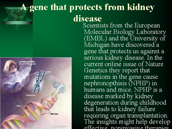 A gene that protects from kidney disease Scientists from the European Molecular Biology Laboratory