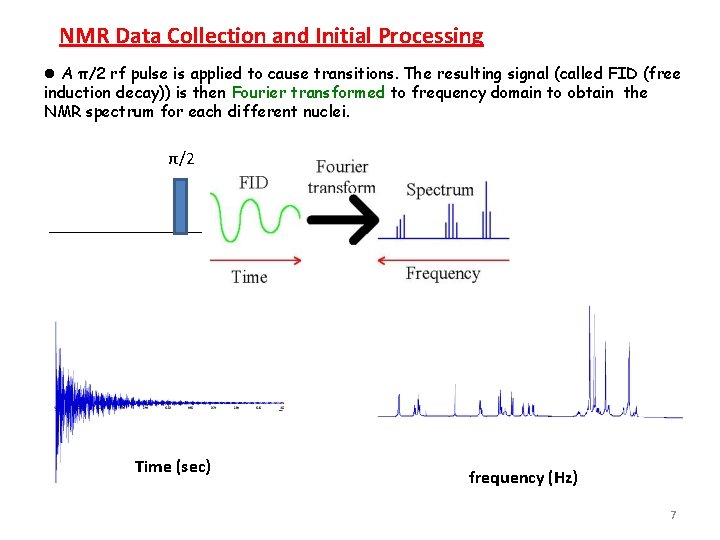 NMR Data Collection and Initial Processing l A π/2 rf pulse is applied to