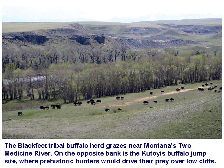 The Blackfeet tribal buffalo herd grazes near Montana’s Two Medicine River. On the opposite