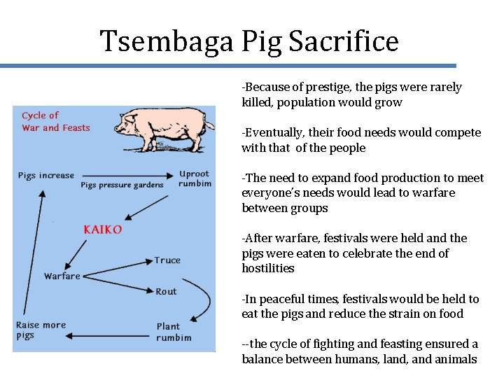 Tsembaga Pig Sacrifice -Because of prestige, the pigs were rarely killed, population would grow