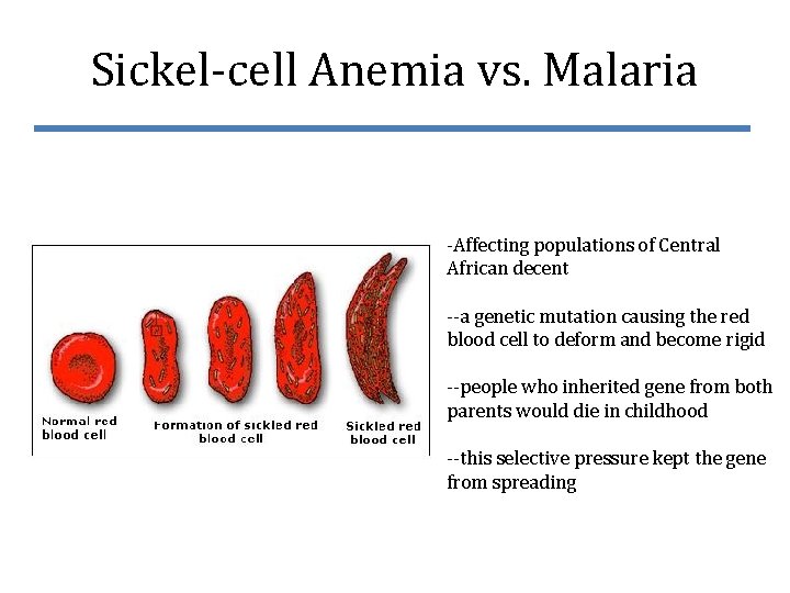 Sickel-cell Anemia vs. Malaria -Affecting populations of Central African decent --a genetic mutation causing