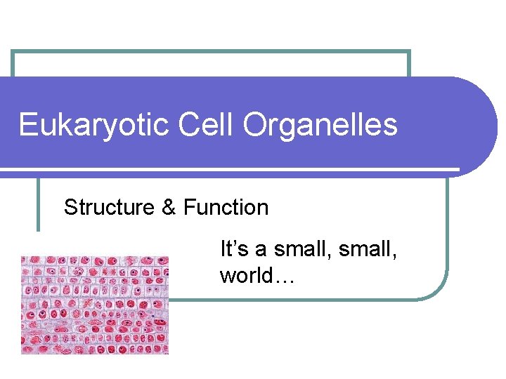 Eukaryotic Cell Organelles Structure & Function It’s a small, world… 