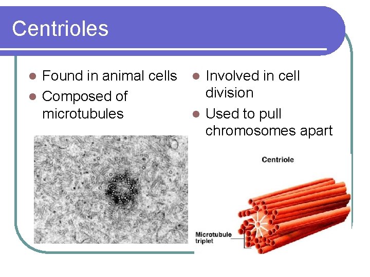 Centrioles Found in animal cells l Composed of microtubules l Involved in cell division