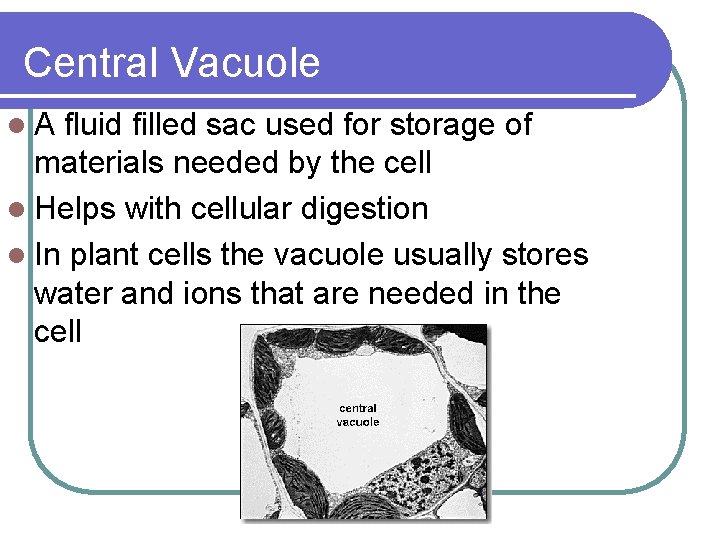 Central Vacuole l. A fluid filled sac used for storage of materials needed by