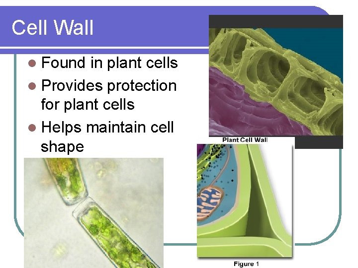 Cell Wall l Found in plant cells l Provides protection for plant cells l