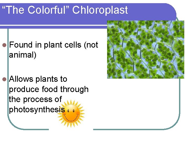 “The Colorful” Chloroplast l Found in plant cells (not animal) l Allows plants to