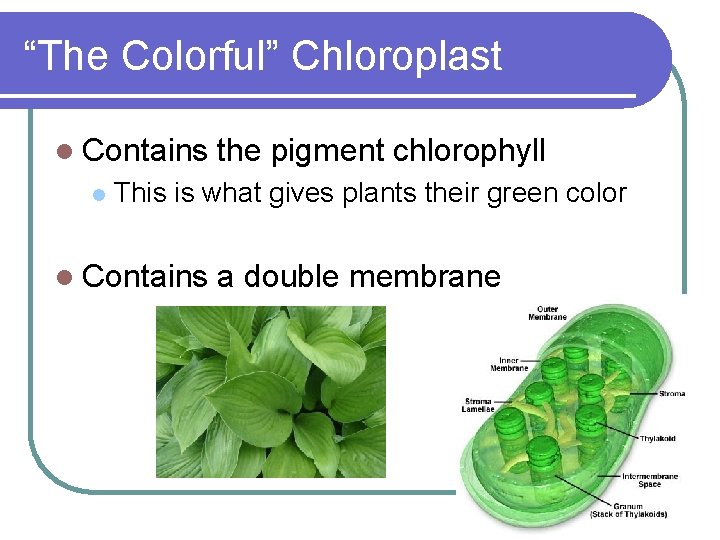 “The Colorful” Chloroplast l Contains l the pigment chlorophyll This is what gives plants