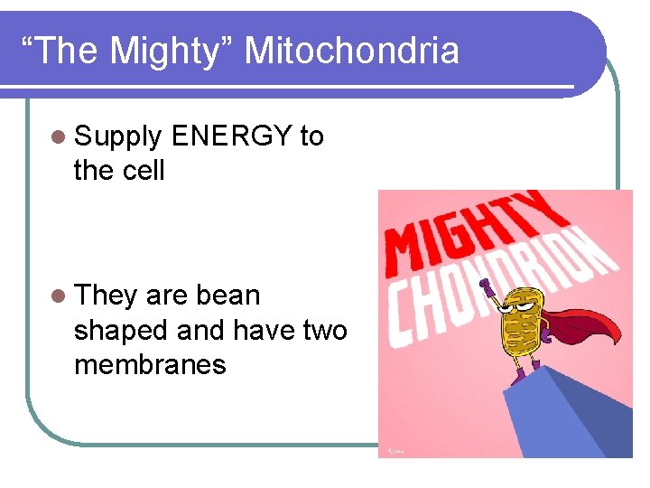 “The Mighty” Mitochondria l Supply ENERGY to the cell l They are bean shaped