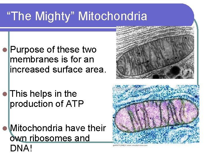 “The Mighty” Mitochondria l Purpose of these two membranes is for an increased surface