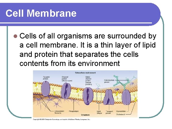 Cell Membrane l Cells of all organisms are surrounded by a cell membrane. It