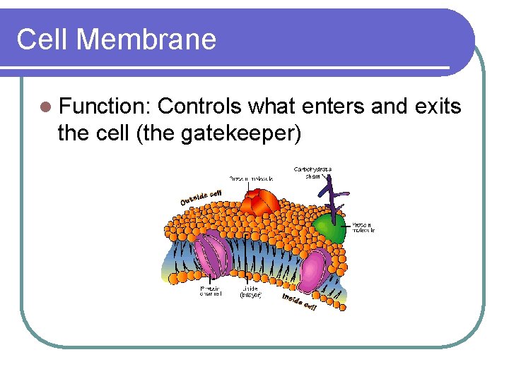 Cell Membrane l Function: Controls what enters and exits the cell (the gatekeeper) 